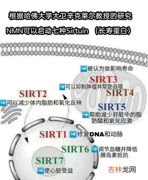 NMN生命基因有用吗,美国生命基因LIFE GENE抗衰老NMN产品里哪个能抗衰老效果好？