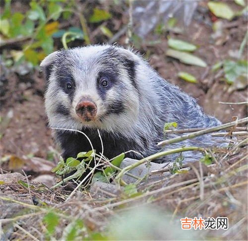 猪獾子是几级保护动物,猪獾子是几级保护动物？