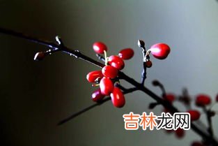 佩戴茱萸是什么节日的风俗,插茱萸是什么习俗