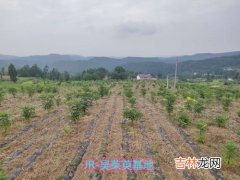 佩戴茱萸是什么节日的风俗,插茱萸是什么习俗