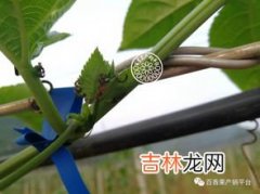 蔓叶多粉是什么东西,家里养的花叶子出现白色 粉末怎么办？