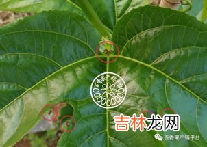 蔓叶多粉是什么东西,家里养的花叶子出现白色 粉末怎么办？