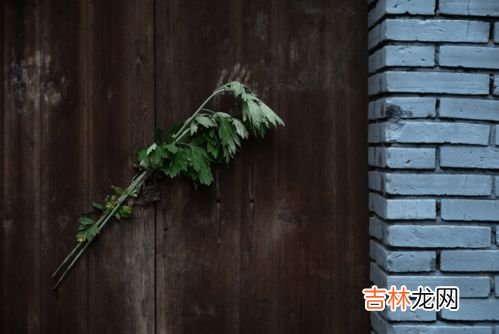艾蒿怎么挂,艾叶挂在门上有哪些讲究
