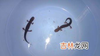 蝾螈是娃娃鱼吗,蝾螈是娃娃鱼吗