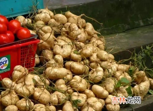 凉薯怎么吃,凉薯怎么吃