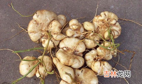 凉薯怎么吃,凉薯怎么吃