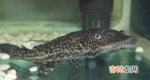 为什么要杀清道夫鱼,为啥说清道夫对鱼群有破坏作用？有什么方法能消灭？