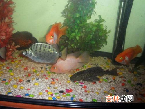 为什么要杀清道夫鱼,为啥说清道夫对鱼群有破坏作用？有什么方法能消灭？