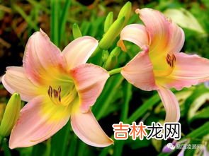 百合香有毒吗,百合花香味有毒吗?