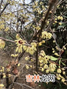 百合香有毒吗,百合花香味有毒吗?