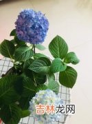 绣球花的花语,绣球花语是什么