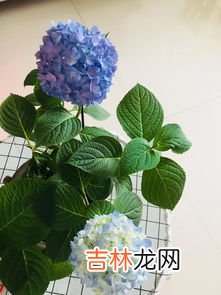 绣球花的花语,绣球花语是什么