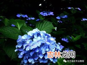 绣球花的花语,绣球花语是什么
