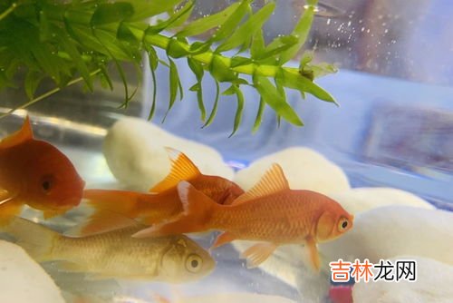 自来水养鱼为什么容易死,自来水能养活鱼吗? 为什么容易死掉?