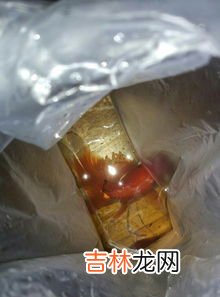 自来水养鱼为什么容易死,自来水能养活鱼吗? 为什么容易死掉?