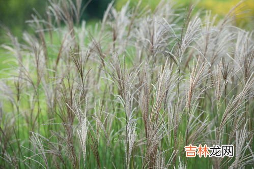 斑斓叶在中国叫什么,广西能种植斑兰草吗