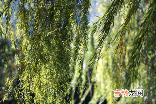 斑斓叶在中国叫什么,广西能种植斑兰草吗