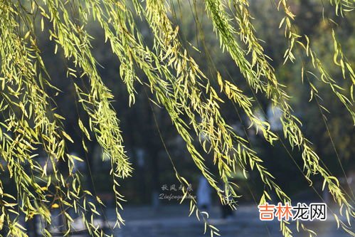 斑斓叶在中国叫什么,广西能种植斑兰草吗