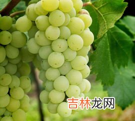 红酒品牌有哪些?哪个牌子的最好? 红葡萄品牌排行榜及价格,葡萄酒品牌大全排行榜前十名