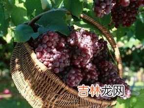 红酒品牌有哪些?哪个牌子的最好? 红葡萄品牌排行榜及价格,葡萄酒品牌大全排行榜前十名