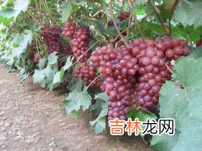 红酒品牌有哪些?哪个牌子的最好? 红葡萄品牌排行榜及价格,葡萄酒品牌大全排行榜前十名