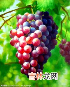 红酒品牌有哪些?哪个牌子的最好? 红葡萄品牌排行榜及价格,葡萄酒品牌大全排行榜前十名