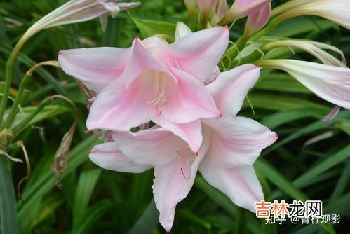 知了的寓意和象征,蝉代表的含义