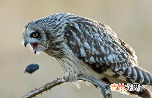 猫头鹰吃蛇吗,猫头鹰会去吃蛇吗？