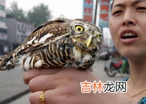 猫头鹰吃蛇吗,猫头鹰会去吃蛇吗？