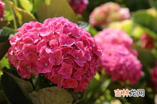 绣球花语,绣球花的花语是什么