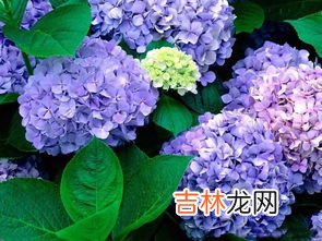 绣球花语,绣球花的花语是什么