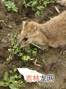 黄鼠狼就是臭鼬吗,消防员超市抓黄鼠狼差点臭懵，臭鼬和黄鼠狼一样吗？