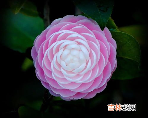 白合花代表什么意思,百合花代表什么意思