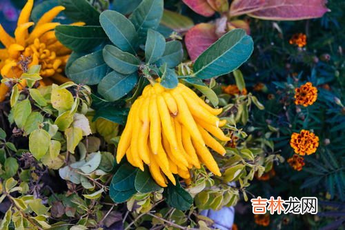 白合花代表什么意思,百合花代表什么意思