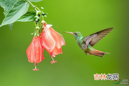 蜂鸟的大小,蜂鸟的简单介绍