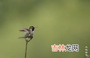 蜂鸟的大小,蜂鸟的简单介绍