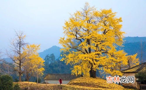 银杏之乡在哪里,广西银杏之乡在哪里