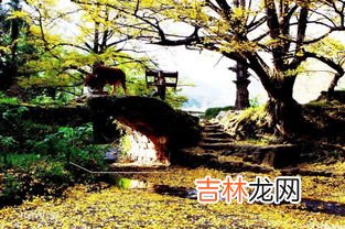 银杏之乡在哪里,广西银杏之乡在哪里