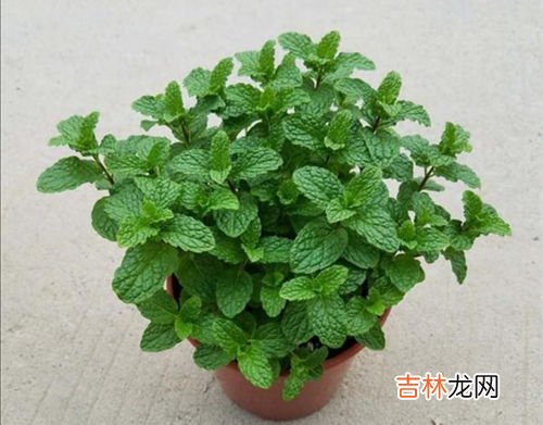 养护薄荷的方法技巧 薄荷盆栽小技巧,薄荷盆栽怎么养才好