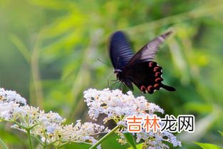 蝴蝶用什么部位品尝食物,蝴蝶是种奇怪的生物，为什么它感知味觉的器官会长在脚上？你知道原因吗？