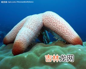 海星是食肉动物吗,挑战答题:海星是不是食肉动物,海星是食肉动物吗