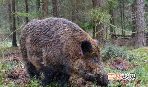 野猪一般几天闻不到人的气味,野猪多久闻不出钢绳套气味