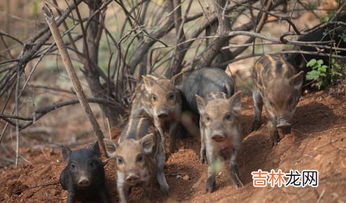 野猪一般几天闻不到人的气味,野猪多久闻不出钢绳套气味