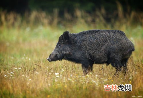 野猪一般几天闻不到人的气味,野猪多久闻不出钢绳套气味