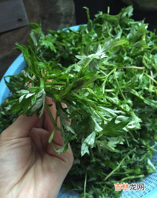艾叶怎么煮,高压锅中如何煮艾草