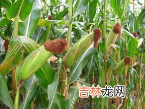玉米核属于什么垃圾,玉米核坚果壳果核鸡骨等属于什么垃圾