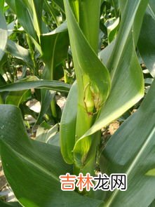 玉米核属于什么垃圾,玉米核坚果壳果核鸡骨等属于什么垃圾