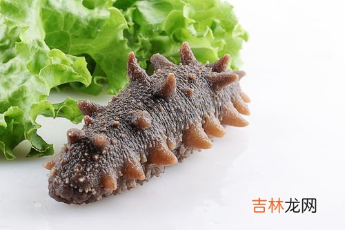 白海参的功效与作用及食用方法,白参的功效与作用及食用方法