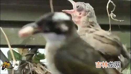 白头翁吃什么食物,白头翁鸟吃什么饲料