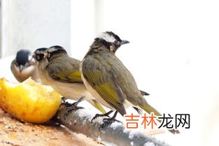 白头翁吃什么食物,白头翁鸟吃什么饲料